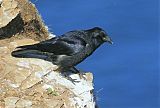 Carrion Crow